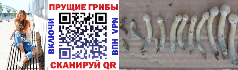 Псилоцибиновые грибы Psilocybine cubensis  закладки  сайты даркнета формула  Заречный 